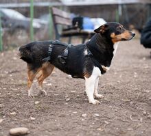 CALIPSO, Hund, Mischlingshund in Rumänien - Bild 3