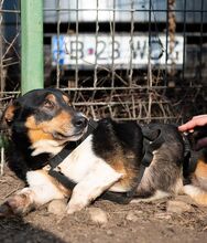 CALIPSO, Hund, Mischlingshund in Rumänien - Bild 4