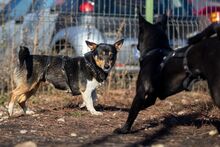 CALIPSO, Hund, Mischlingshund in Rumänien - Bild 7