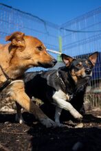 CALIPSO, Hund, Mischlingshund in Rumänien - Bild 9