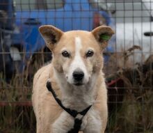 MATHILDA, Hund, Mischlingshund in Rumänien - Bild 1