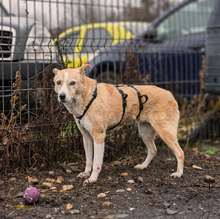 MATHILDA, Hund, Mischlingshund in Rumänien - Bild 2