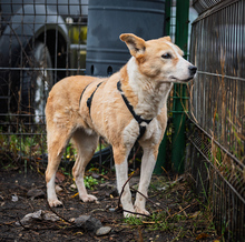 MATHILDA, Hund, Mischlingshund in Rumänien - Bild 3