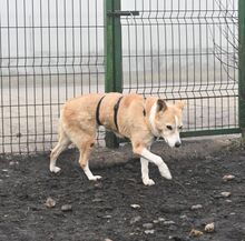 MATHILDA, Hund, Mischlingshund in Rumänien - Bild 5