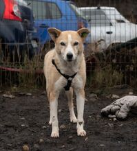 MATHILDA, Hund, Mischlingshund in Rumänien - Bild 6