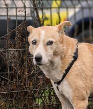 MATHILDA, Hund, Mischlingshund in Rumänien - Bild 7