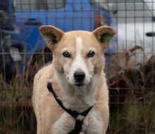 MATILDA, Hund, Mischlingshund in Melle - Bild 1