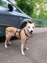 MATILDA, Hund, Mischlingshund in Melle - Bild 2