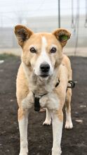 MATILDA, Hund, Mischlingshund in Melle - Bild 5