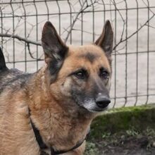 MINERVA, Hund, Deutscher Schäferhund in Rumänien - Bild 1