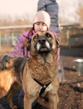 MINERVA, Hund, Deutscher Schäferhund in Rumänien - Bild 2