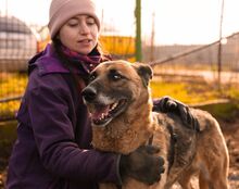 MINERVA, Hund, Deutscher Schäferhund in Rumänien - Bild 3