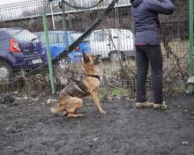 MINERVA, Hund, Deutscher Schäferhund in Rumänien - Bild 5