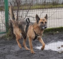 MINERVA, Hund, Deutscher Schäferhund in Rumänien - Bild 6