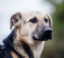 HENRIETTA, Hund, Schäferhund Mischling in Rumänien - Bild 1