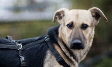 HENRIETTA, Hund, Schäferhund Mischling in Rumänien - Bild 2