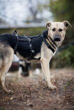 HENRIETTA, Hund, Schäferhund Mischling in Rumänien - Bild 3