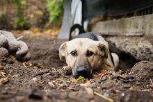 HENRIETTA, Hund, Schäferhund Mischling in Rumänien - Bild 4