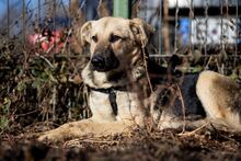 HENRIETTA, Hund, Schäferhund Mischling in Rumänien - Bild 6