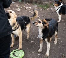 HENRIETTA, Hund, Schäferhund Mischling in Rumänien - Bild 7