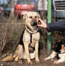 HENRIETTA, Hund, Schäferhund Mischling in Rumänien - Bild 8