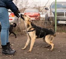 HENRIETTA, Hund, Schäferhund Mischling in Rumänien - Bild 9