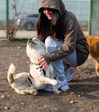 PIPPIN, Hund, Mischlingshund in Rumänien - Bild 2