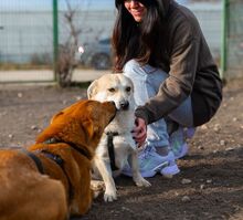 PIPPIN, Hund, Mischlingshund in Rumänien - Bild 4