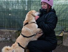 PIPPIN, Hund, Mischlingshund in Rumänien - Bild 5