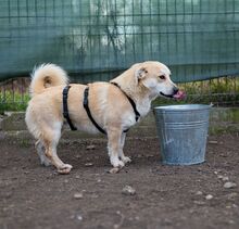 PIPPIN, Hund, Mischlingshund in Rumänien - Bild 6