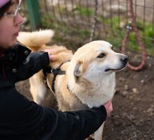 PIPPIN, Hund, Mischlingshund in Rumänien - Bild 7