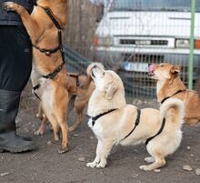 PIPPIN, Hund, Mischlingshund in Rumänien - Bild 8