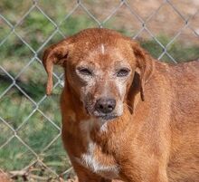 NATI, Hund, Mischlingshund in Spanien - Bild 1