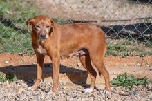 NATI, Hund, Mischlingshund in Spanien - Bild 2