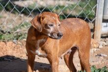 NATI, Hund, Mischlingshund in Spanien - Bild 3