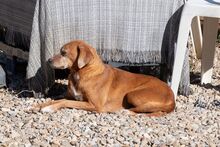 NATI, Hund, Mischlingshund in Spanien - Bild 4