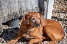 NATI, Hund, Mischlingshund in Spanien - Bild 5