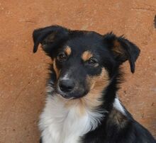 MILLIE, Hund, „Mini“ Border Collie Mischling in Spanien - Bild 1