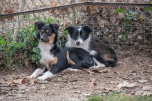 MILLIE, Hund, „Mini“ Border Collie Mischling in Spanien - Bild 2