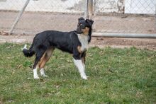 MILLIE, Hund, „Mini“ Border Collie Mischling in Spanien - Bild 3