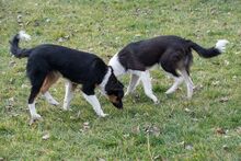 MILLIE, Hund, „Mini“ Border Collie Mischling in Spanien - Bild 4