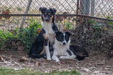 MILLIE, Hund, „Mini“ Border Collie Mischling in Spanien - Bild 5