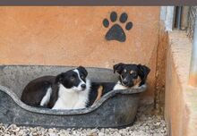 MILLIE, Hund, „Mini“ Border Collie Mischling in Spanien - Bild 6