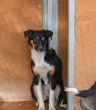 MILLIE, Hund, „Mini“ Border Collie Mischling in Spanien - Bild 7