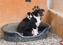 MILLIE, Hund, „Mini“ Border Collie Mischling in Spanien - Bild 8