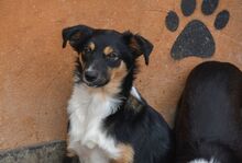 MILLIE, Hund, „Mini“ Border Collie Mischling in Spanien - Bild 9