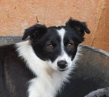 PILI, Hund, „Mini“ Border Collie Mischling in Spanien - Bild 1