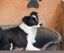 PILI, Hund, „Mini“ Border Collie Mischling in Spanien - Bild 2