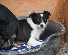 PILI, Hund, „Mini“ Border Collie Mischling in Spanien - Bild 3