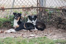 PILI, Hund, „Mini“ Border Collie Mischling in Spanien - Bild 4